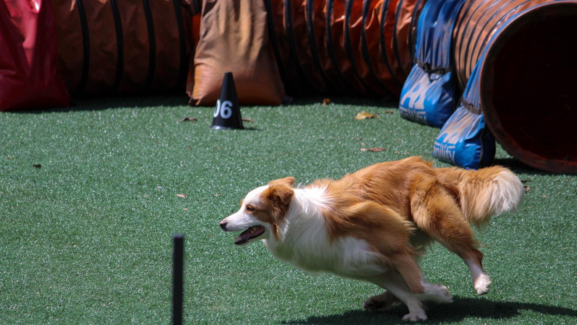 tan and white Border collie running