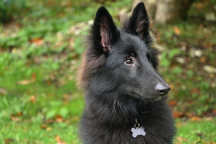 long-coated black dog